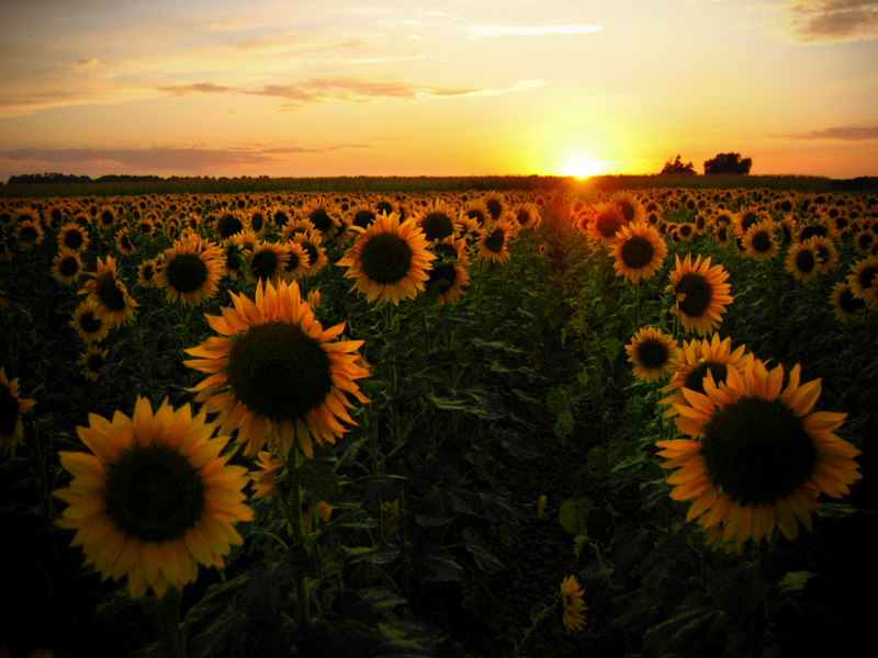 Sunflower-Field-.jpg
