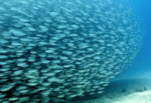 in-our-time-complexity-fish-school