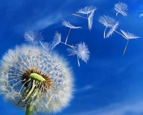 white-dandelion-seeds-puffs-blowing-blue-sky